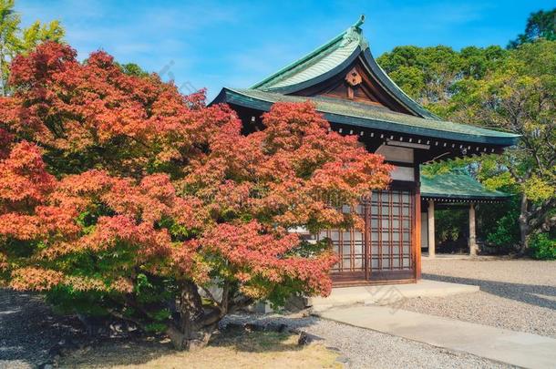 红色的枫树叶子关于霍库圣地霍库-金贾采用大阪城堡标准
