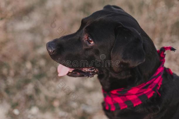 美丽的肖像关于时髦的黑的label-dressroutine日常事分类狗和红色的和balls球