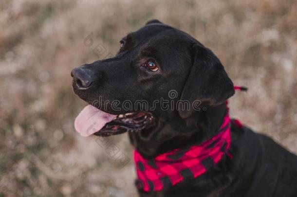 美丽的肖像关于时髦的黑的label-dressroutine日常事分类狗和红色的和balls球
