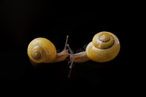 黄色的蜗牛使摆姿势向黑的背景