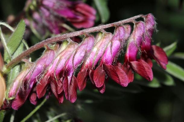 <strong>蚕豆</strong>属簇毛,多毛的野豌豆,草料野豌豆,草料豆科植物,