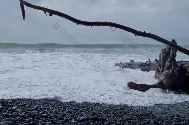 布满泡沫的波浪赛马会在上面卵石海滩向吞没一流木记录