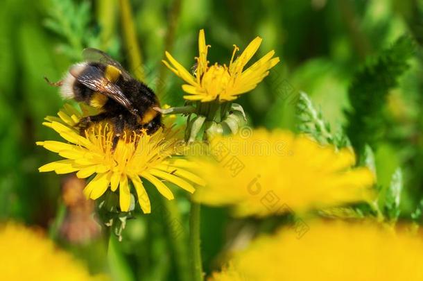 一大的大黄蜂收集花蜜从一黄色的d一ndelion.