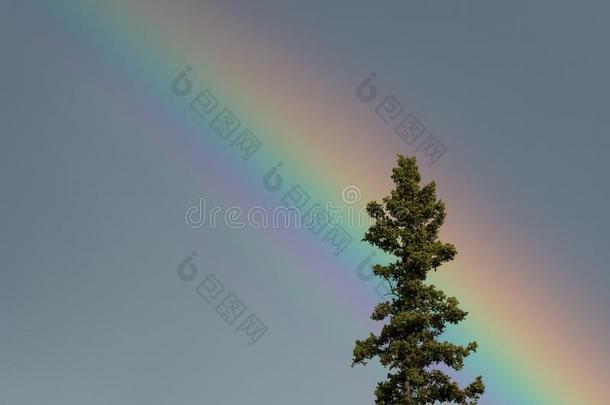 衣着整洁的树顶发亮在旁边一r一inbow