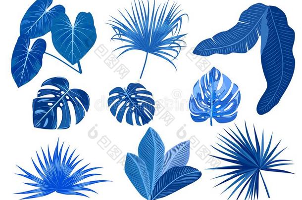 蓝色热带的手掌树叶,植物学的矢量说明,放置是（be的三单形式