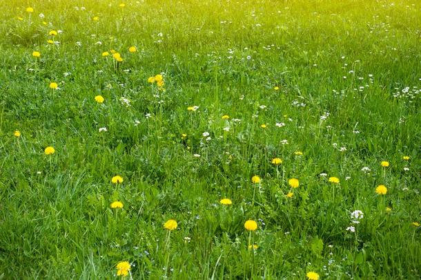 春季草地和蒲公英和别的春季花.全景图