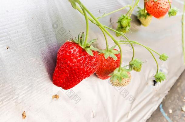 两个新鲜的关于红色的草莓采用草莓农场