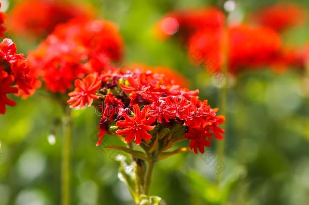 红色的花关于剪秋罗属查尔塞登的玉髓.马耳他人十字架植物采用指已提到的人