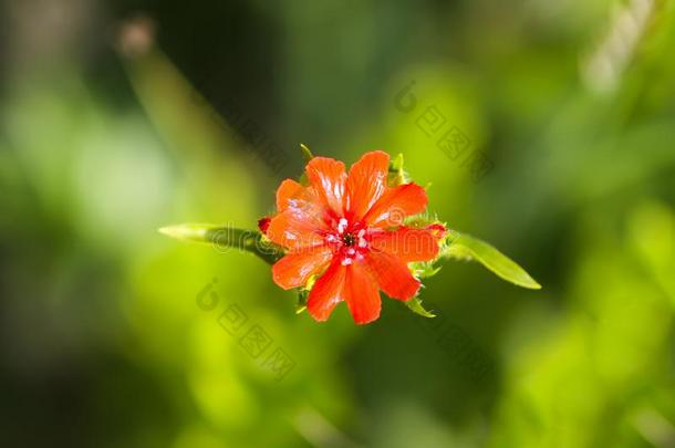 红色的花关于剪秋罗属查尔塞登的玉髓.马耳他人十字架植物采用指已提到的人