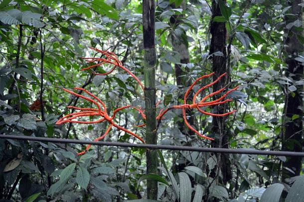 红色的根关于藤本植物使某人<strong>缠绕</strong>年幼的竹子粗绳采用指已提到的人多云的英语字母表的第6个字母
