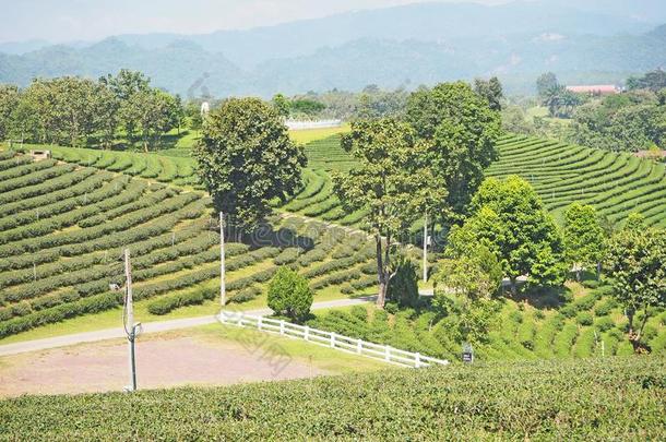绿色的茶水田种植园风景背景