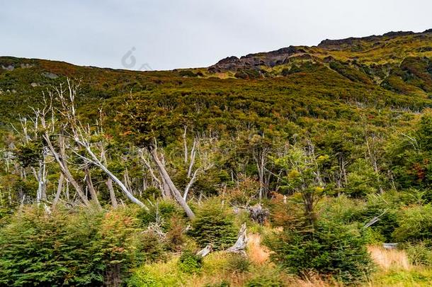 全景的看法关于魔力的富有色彩的童话式的森林在高山气候带demand需要