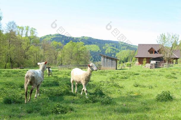 绵羊在农场,看不见的英语字母表的第21个字母维塞纳,捷克共和国