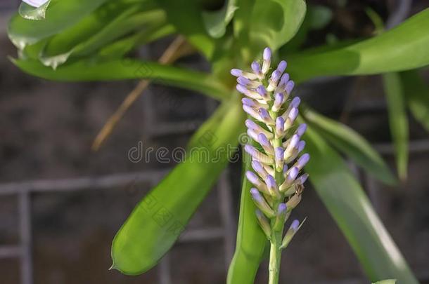 美丽的紫色的和白色的花或附生凤梨伽莫塞阿拉Wittm.