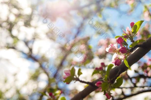 粉红色的红色的苹果开花花在春季向明亮的太阳石