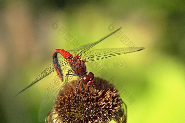 昆虫,红色的蜻蜓向一花