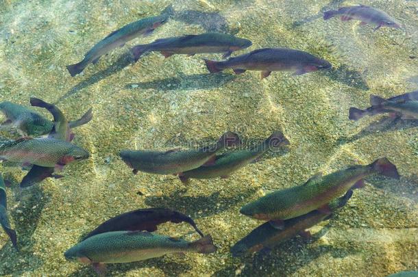 美丽的大大地灰色的彩虹鲑鳟鱼游泳采用指已提到的人清楚的水.清汤