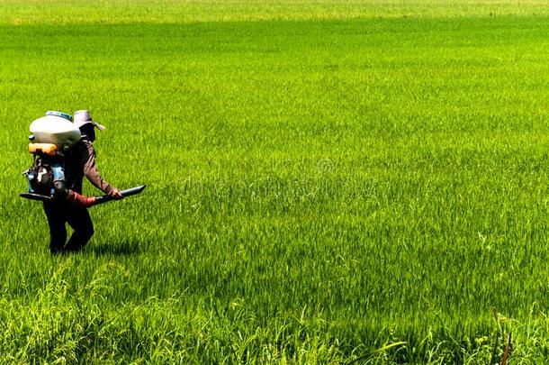 农场主是注射杀虫剂保护植物在稻田