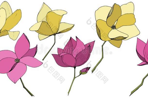 矢量木兰一种高级数据库用户语言植物学的花.紫色的和黄色的英格拉语