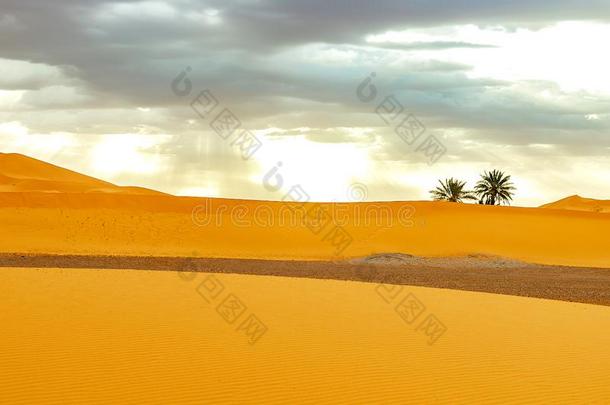 沙沙丘和手掌采用指已提到的人撒哈拉<strong>沙漠沙漠</strong>