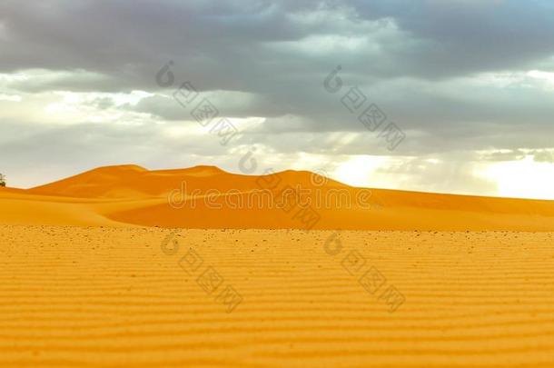 美丽的沙沙丘在日出采用指已提到的人撒哈拉沙漠沙漠.摩洛哥羊皮革