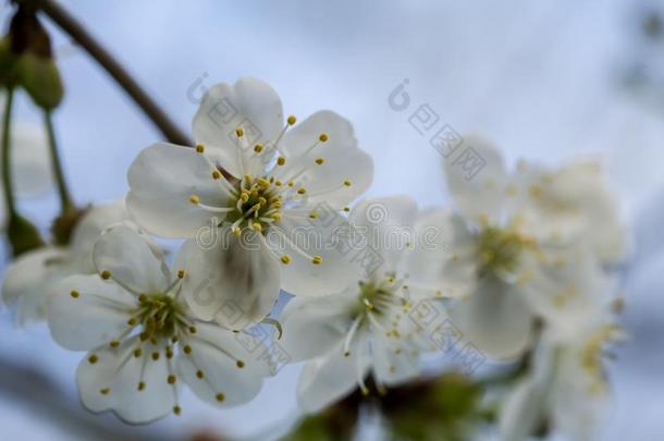 美丽的白色的李子花蔷薇科树<strong>家庭</strong>主妇,<strong>反对</strong>一蓝色Slovakia斯洛伐克