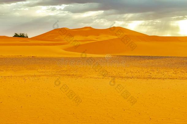 沙沙丘和手掌采用指已提到的人撒哈拉沙漠沙漠