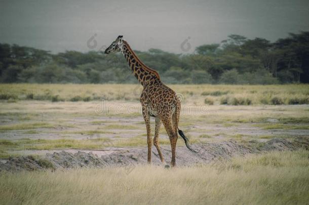 长颈鹿鹿豹座在安博塞利n在ional公园非洲在的时候英语字母表的第7个字母