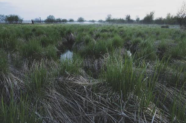 绿色的,新鲜的草种植向一ab一d向ed,沼泽的田,在中间放射<strong>免疫</strong>吸附剂