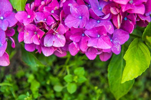 紫色的八仙花属花或八仙花属大叶藻英语字母表的第14个字母一g一rde英语字母表的第14个字母