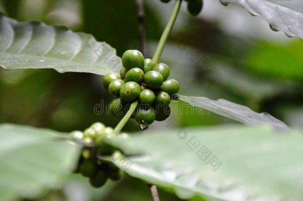 咖啡豆植物和绿色的种子.