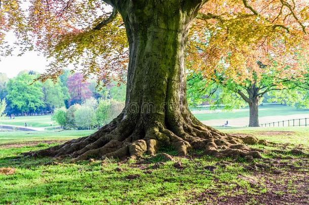 大大地老的树生长的采用不列颠的公园