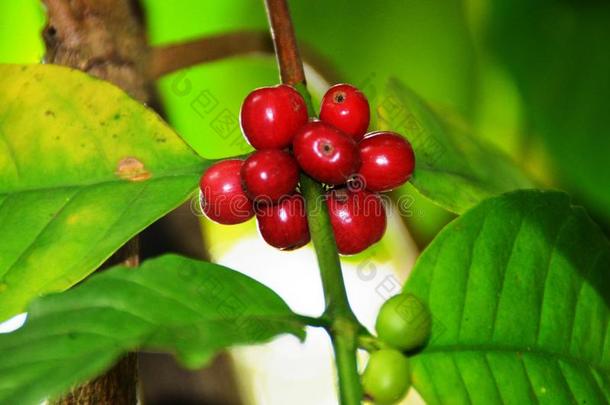 咖啡豆植物和绿色的和红色的种子.