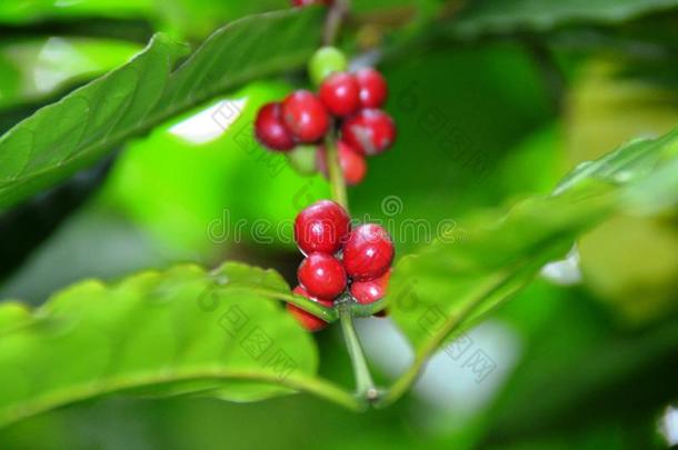 咖啡豆植物和绿色的和红色的种子.