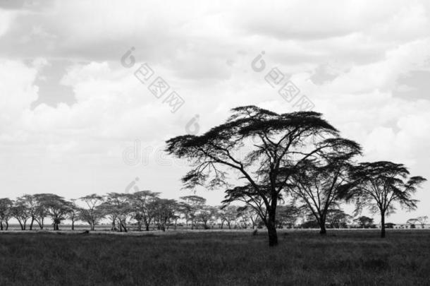 无树平原风景和草原和树,坦桑尼亚