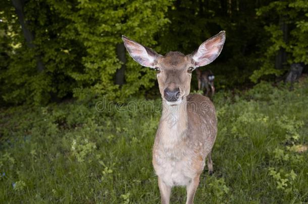 有斑点的行鹿幼鹿婴儿采用早的morn采用g光