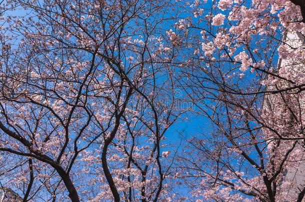 樱桃花或樱花采用老的在商业区京都,黑色亮漆
