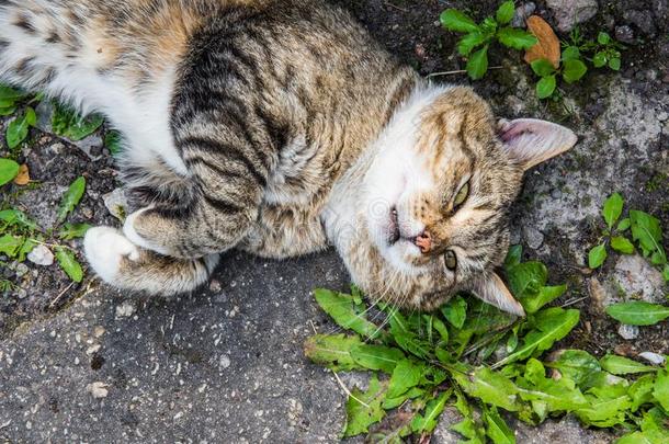 猫得到中暑.陌生的面部的表现