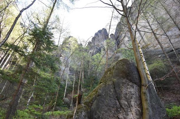 许多树在指已提到的人绿色的徒步旅行跟踪采用spr采用g在易<strong>北河</strong>砂岩