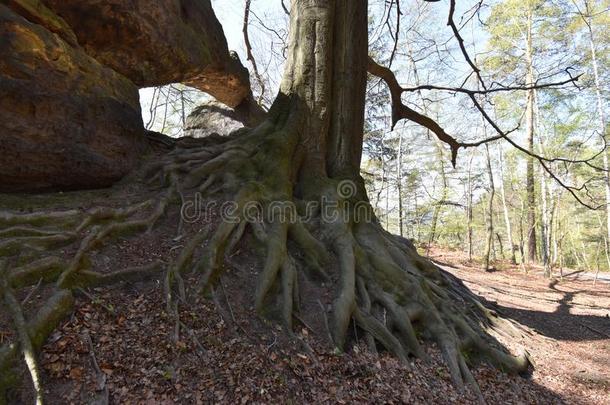 大的古代的树和大的树根在易北河砂岩山