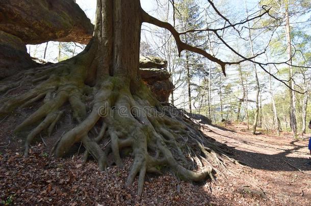 大的古代的树和大的树根在易<strong>北河</strong>砂岩山