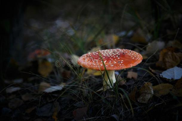 有毒的有斑点的蘑菇采用魔力的绿色的森林