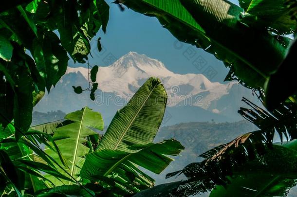 尼泊尔-香蕉树俯瞰在指已提到的人喜马拉雅山脉山