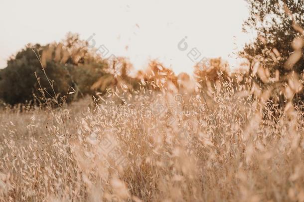 黄色的田.美丽的自然日落风景.乡下的风景家伙