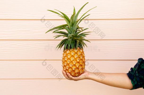 手拿住黄色的菠萝隔离的向明亮的米黄色木材墙波黑
