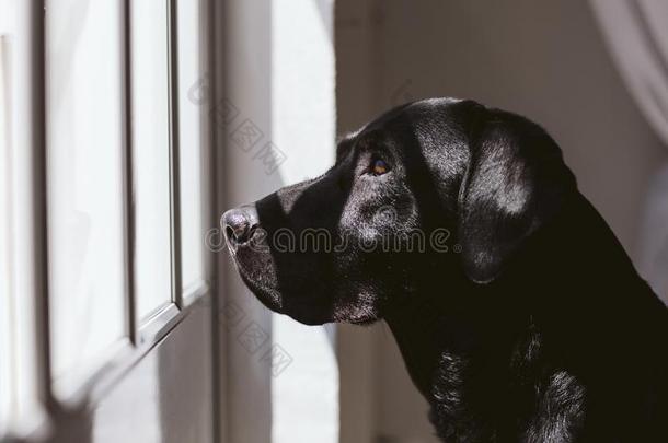 美丽的黑的label-dressroutine日常事分类狗起立和有样子的离开在旁边指已提到的人winter冬天