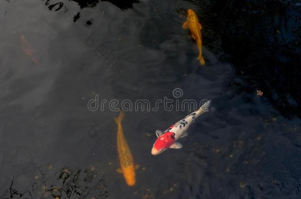 日本人金色的鲤鱼和锦鲤鱼采用指已提到的人池塘