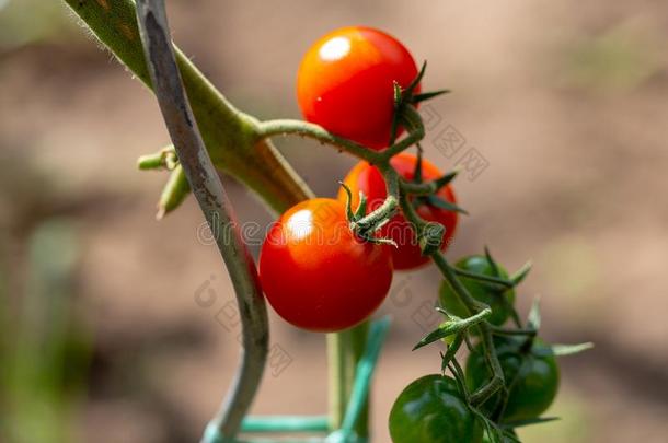 成熟的樱桃有机的番茄采用花园准备好的向收割.家庭主妇