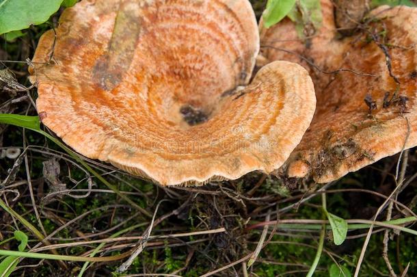 森林蘑菇藏红花奶盖生长的采用一绿色的苔藓