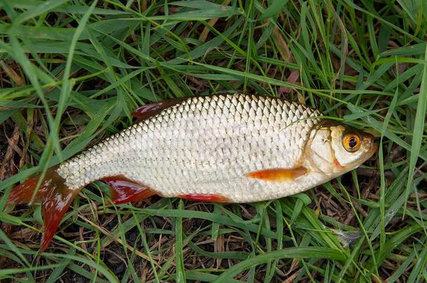单一的普通的赤睛鱼鱼向绿色的草
